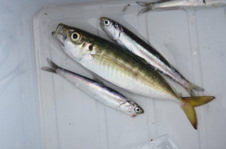 オリジナルメーカー海づり公園(市原市海づり施設) 釣果