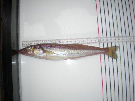 オリジナルメーカー海づり公園(市原市海づり施設) 釣果