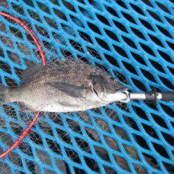 オリジナルメーカー海づり公園(市原市海づり施設) 釣果