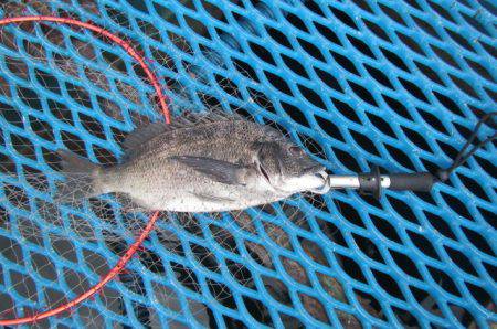 オリジナルメーカー海づり公園(市原市海づり…