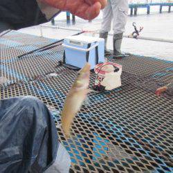 オリジナルメーカー海づり公園(市原市海づり施設) 釣果