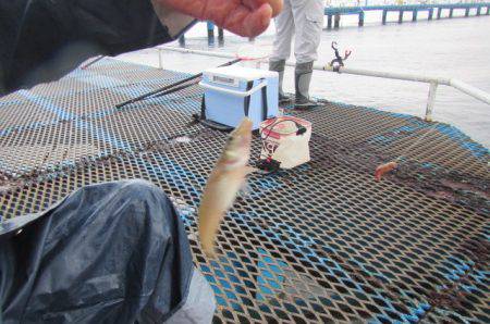 オリジナルメーカー海づり公園(市原市海づり施設) 釣果