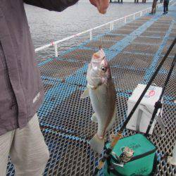 オリジナルメーカー海づり公園(市原市海づり施設) 釣果