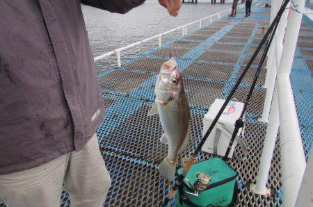 オリジナルメーカー海づり公園(市原市海づり施設) 釣果