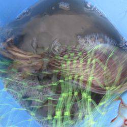 オリジナルメーカー海づり公園(市原市海づり施設) 釣果