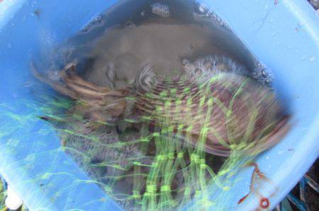 オリジナルメーカー海づり公園(市原市海づり施設) 釣果