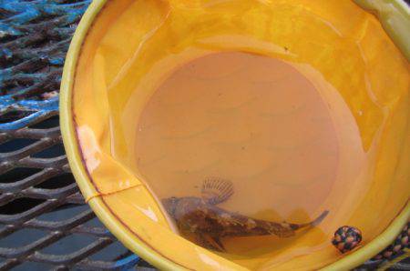 オリジナルメーカー海づり公園(市原市海づり施設) 釣果