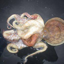 オリジナルメーカー海づり公園(市原市海づり施設) 釣果