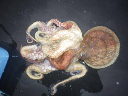 オリジナルメーカー海づり公園(市原市海づり施設) 釣果