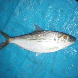 オリジナルメーカー海づり公園(市原市海づり施設) 釣果