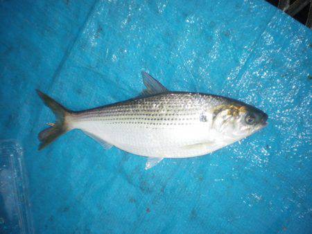 オリジナルメーカー海づり公園(市原市海づり施設) 釣果