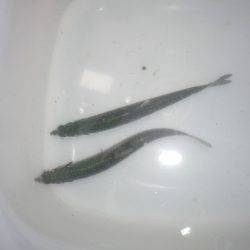 オリジナルメーカー海づり公園(市原市海づり施設) 釣果