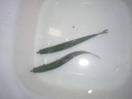 オリジナルメーカー海づり公園(市原市海づり施設) 釣果