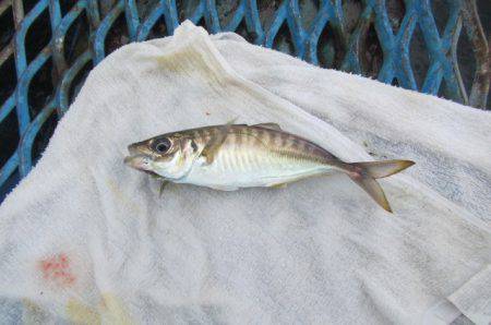 オリジナルメーカー海づり公園(市原市海づり施設) 釣果