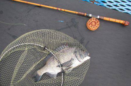 オリジナルメーカー海づり公園(市原市海づり施設) 釣果