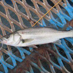 オリジナルメーカー海づり公園(市原市海づり施設) 釣果