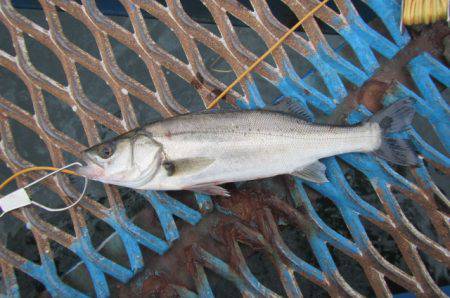 オリジナルメーカー海づり公園(市原市海づり施設) 釣果