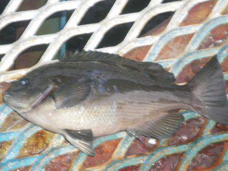 オリジナルメーカー海づり公園(市原市海づり施設) 釣果