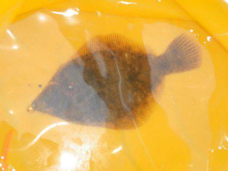 オリジナルメーカー海づり公園(市原市海づり施設) 釣果