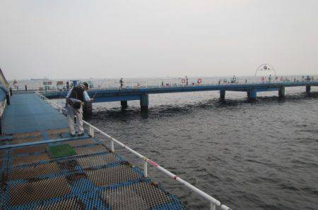 オリジナルメーカー海づり公園(市原市海づり施設) 釣果
