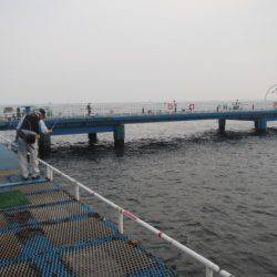 オリジナルメーカー海づり公園(市原市海づり施設) 釣果