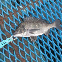 オリジナルメーカー海づり公園(市原市海づり施設) 釣果