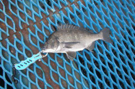 オリジナルメーカー海づり公園(市原市海づり施設) 釣果