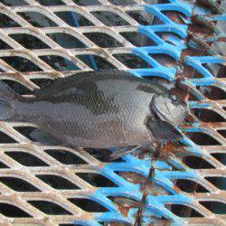 オリジナルメーカー海づり公園(市原市海づり施設) 釣果