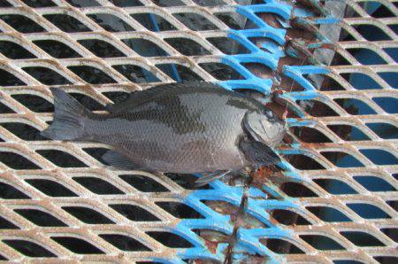 オリジナルメーカー海づり公園(市原市海づり施設) 釣果