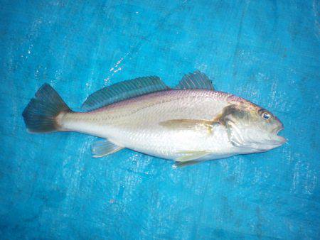 オリジナルメーカー海づり公園(市原市海づり施設) 釣果