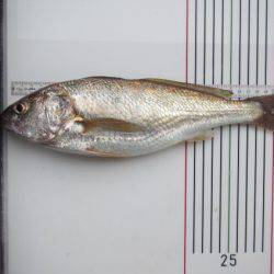 オリジナルメーカー海づり公園(市原市海づり施設) 釣果