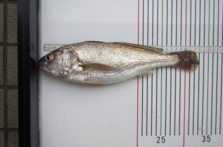 オリジナルメーカー海づり公園(市原市海づり施設) 釣果