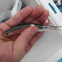 オリジナルメーカー海づり公園(市原市海づり施設) 釣果