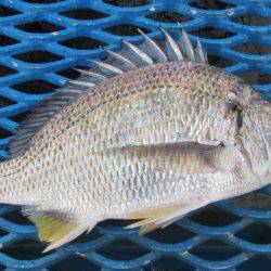 オリジナルメーカー海づり公園(市原市海づり施設) 釣果