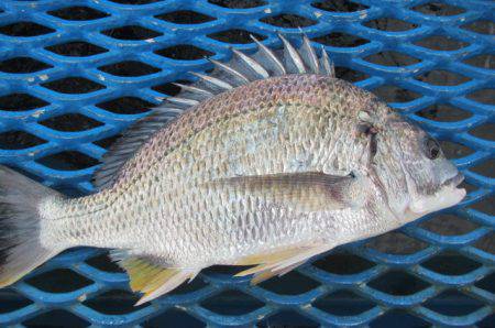オリジナルメーカー海づり公園(市原市海づり施設) 釣果