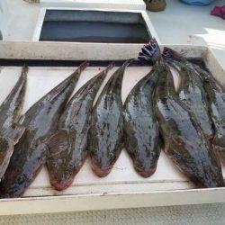 Magic(マジック) 釣果