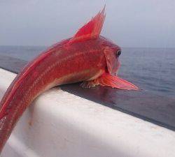 IDATEN（イダテン） 釣果