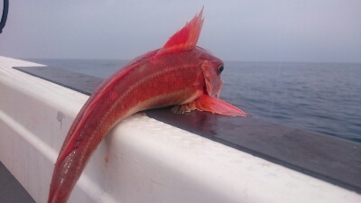 IDATEN（イダテン） 釣果