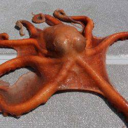 へいみつ丸 釣果