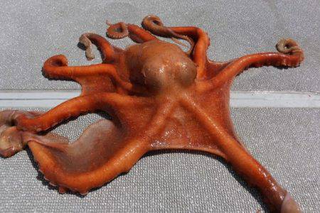 へいみつ丸 釣果