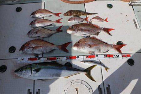 スカイマリン 釣果