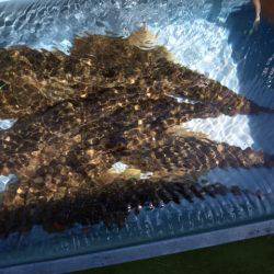 深川　吉野屋 釣果