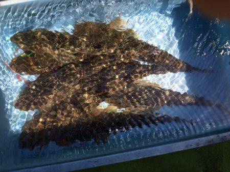 深川　吉野屋 釣果