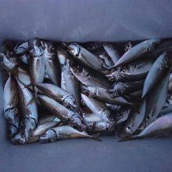 深川 吉野屋 釣果