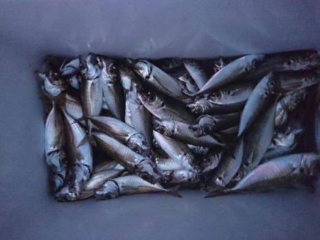 深川　吉野屋 釣果