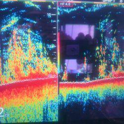 深川 吉野屋 釣果