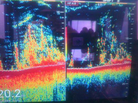深川 吉野屋 釣果
