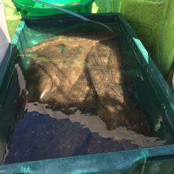 深川 吉野屋 釣果