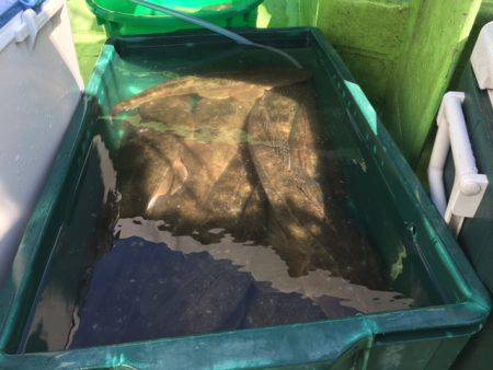 深川 吉野屋 釣果