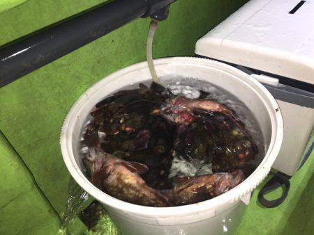 深川 吉野屋 釣果